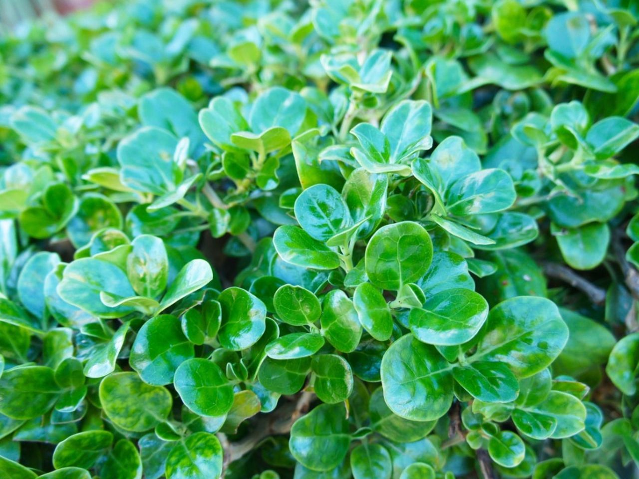 Green Mirror Plants