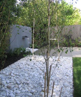 small trees planted into gravel beds