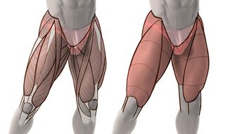 Some muscles, when relaxed, can be grouped together