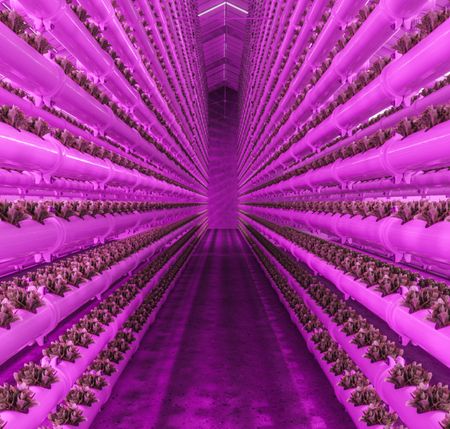 Pink-lit vertical farm growing lettuces 