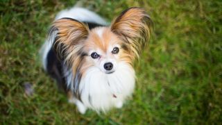 Papillon standing on grass and looking straight up at camera