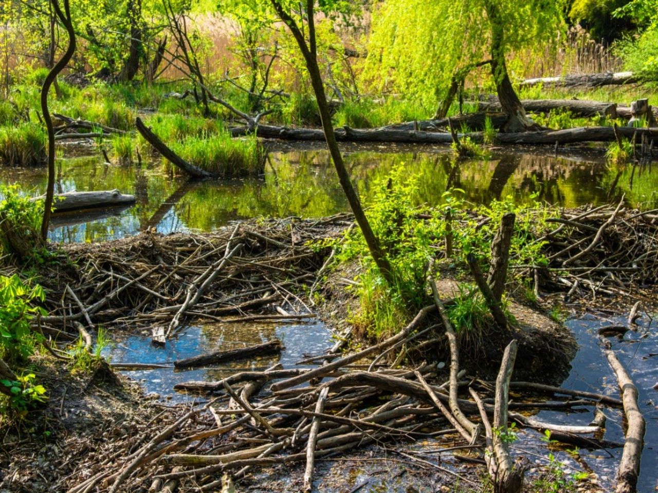 A beaver dam