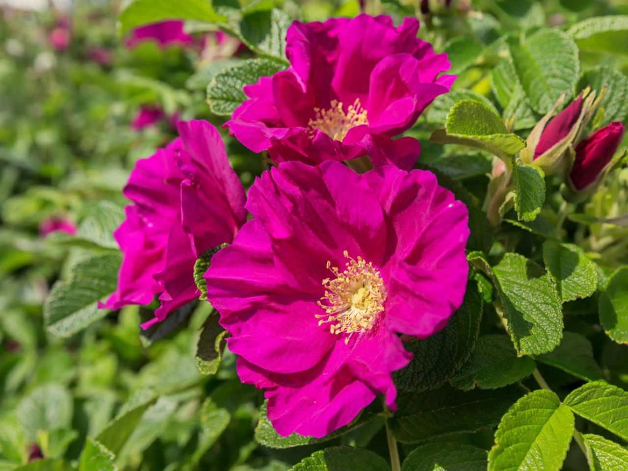 Rugosa Rose Bush