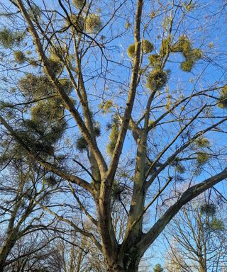 Mistletoe growing up in a tree canopy