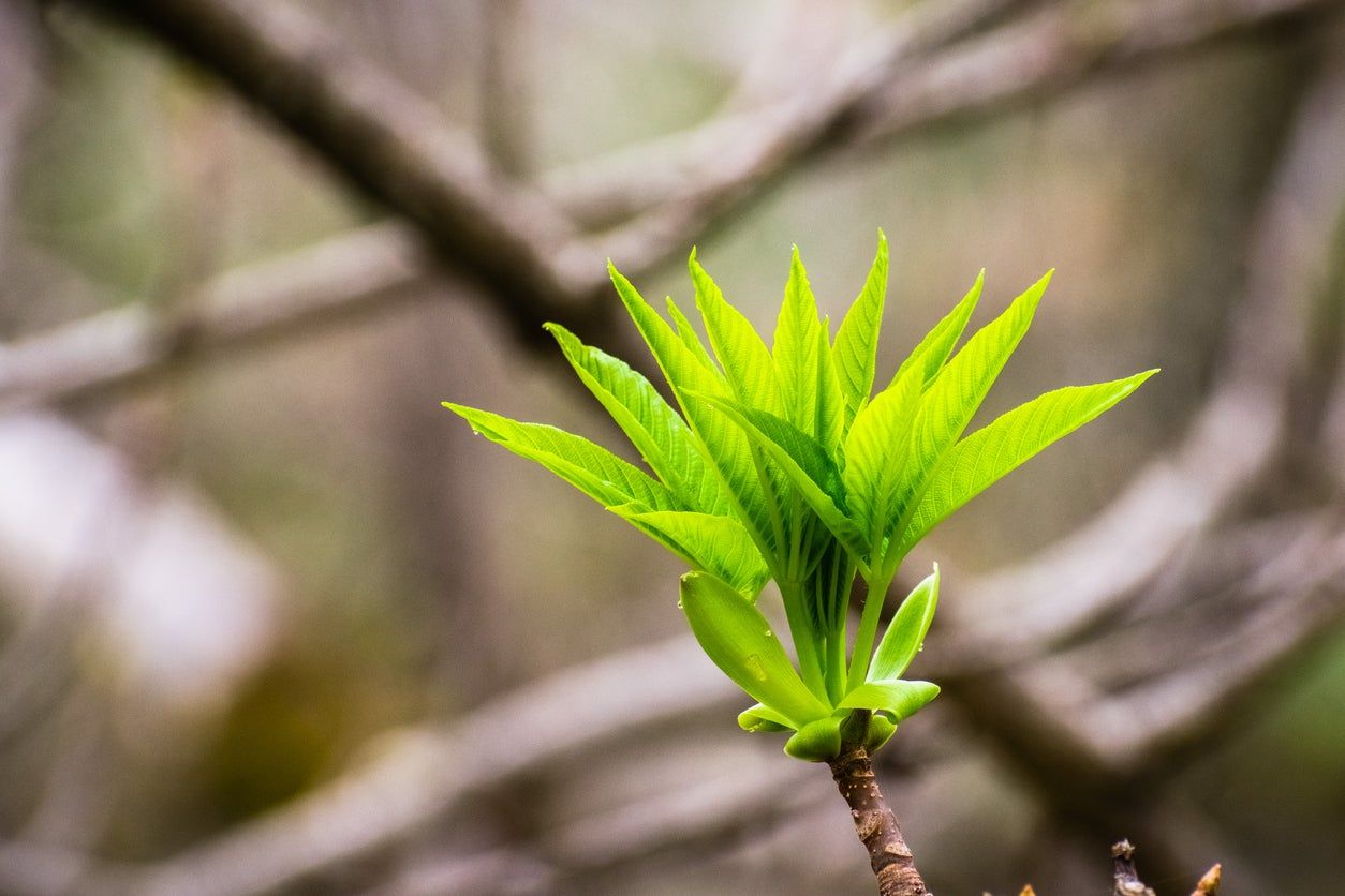 Horse Chestnut Cutting