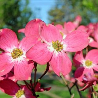 Pink flowering dogwood