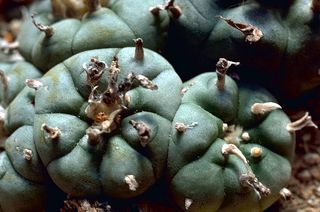 Peyote cactus, containing mescaline.