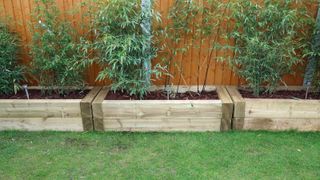 Wooden bamboo beds with stalks growing inside
