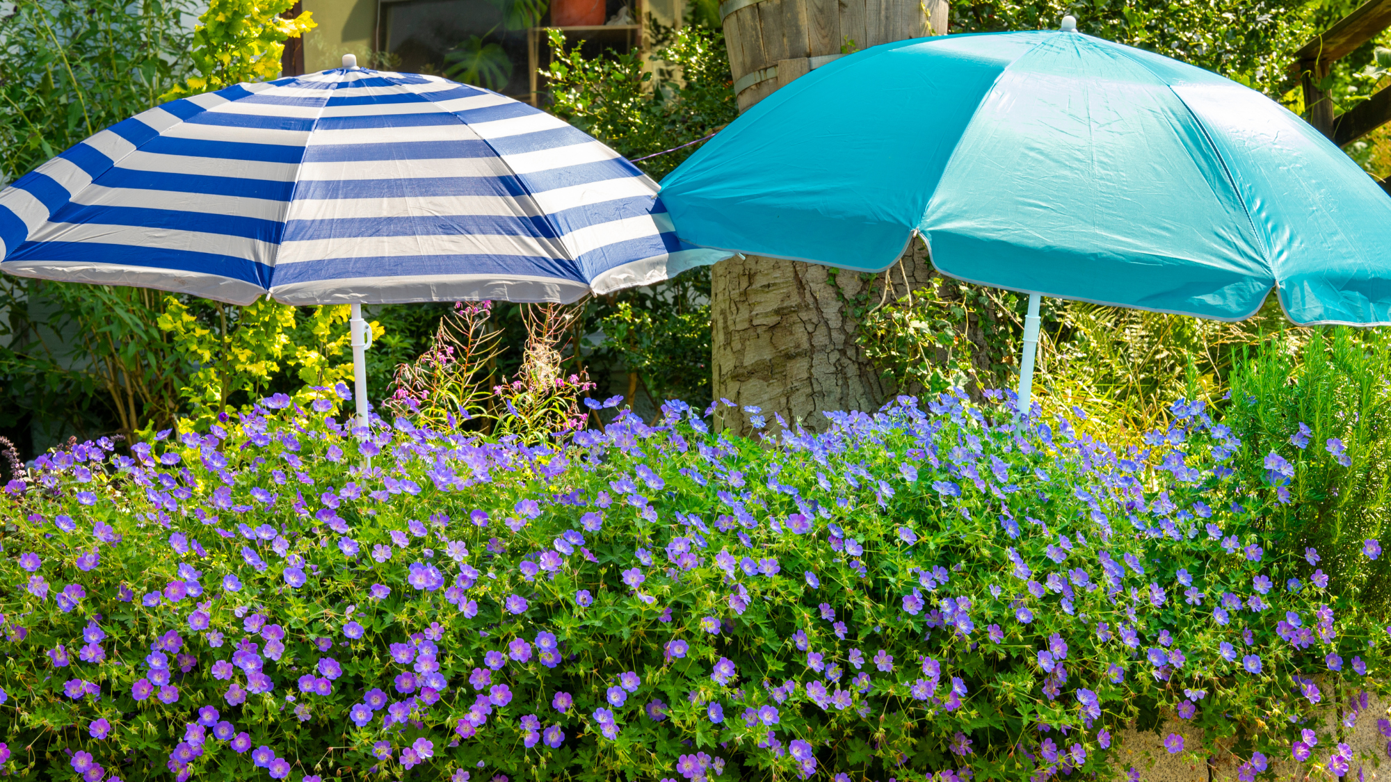 Two eye-catching sun umbrellas, one blue and the other blue and white striped, stand unexpectedly in a colorful front yard filled with blooming purple flowers.