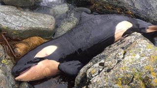 Researchers found harmful chemicals in tissues of this 10-day-old orca that washed ashore in Norway in 2017.