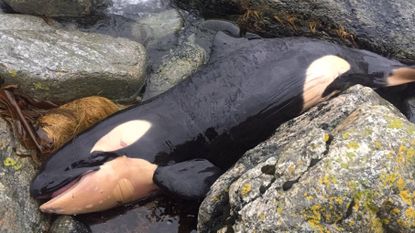 Researchers found harmful chemicals in tissues of this 10-day-old orca that washed ashore in Norway in 2017.