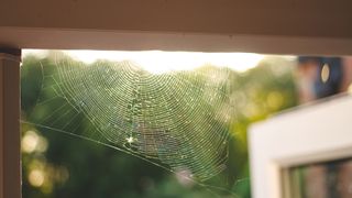 A spider's web across a doorway in a home