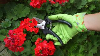 woman using shears on geraniums