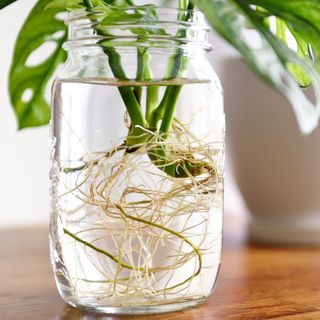 Propagating plant cuttings in clear glass jars