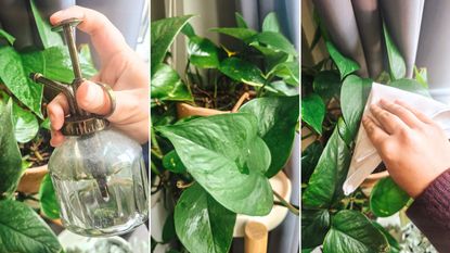 Three pictures of pothos plant care - one of a hand spritzing it, one close-up of the leaves, and one of a hand wiping it with a cloth