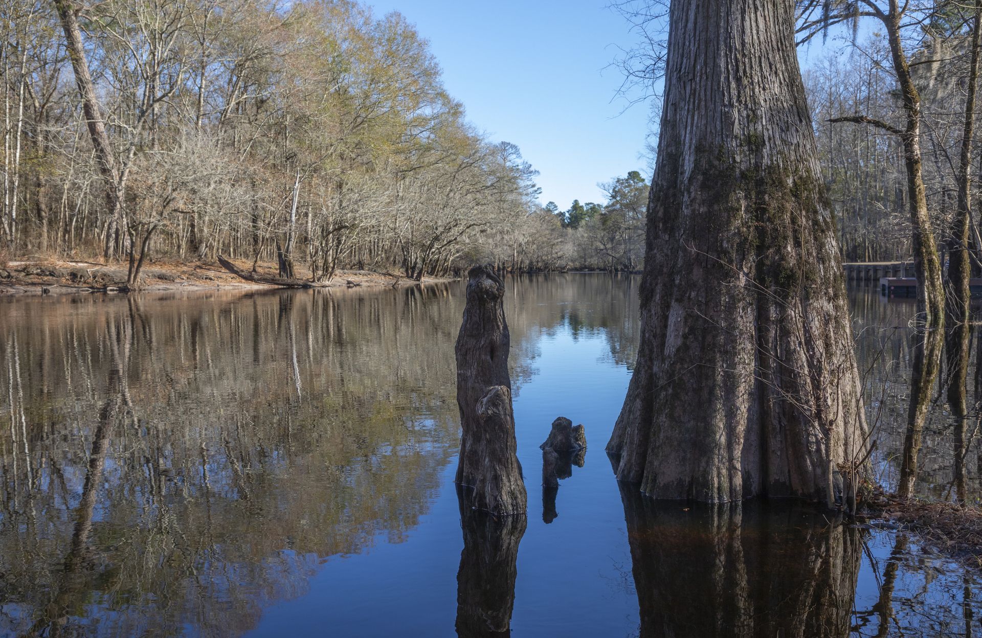 The slow-moving black waters of the Little Pee Dee River in South Carolina.