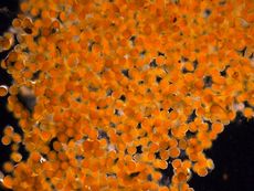 Microscopic eggs goo