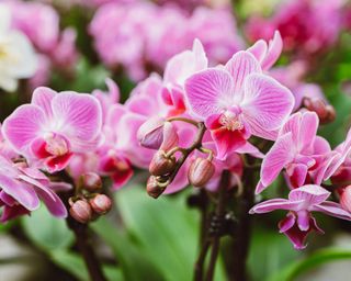 Pink moth orchid houseplant