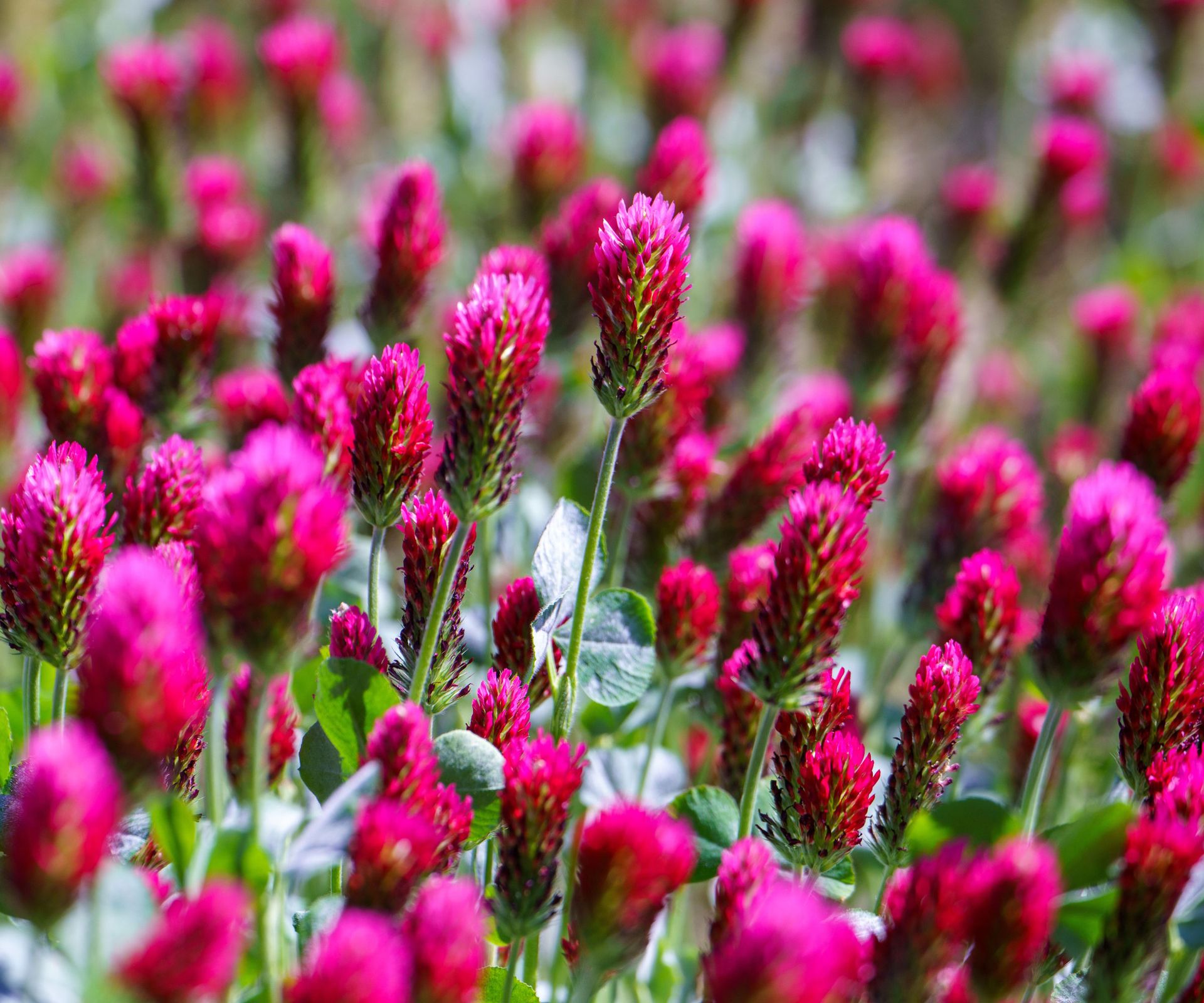 crimson clover cover crop plants in garden