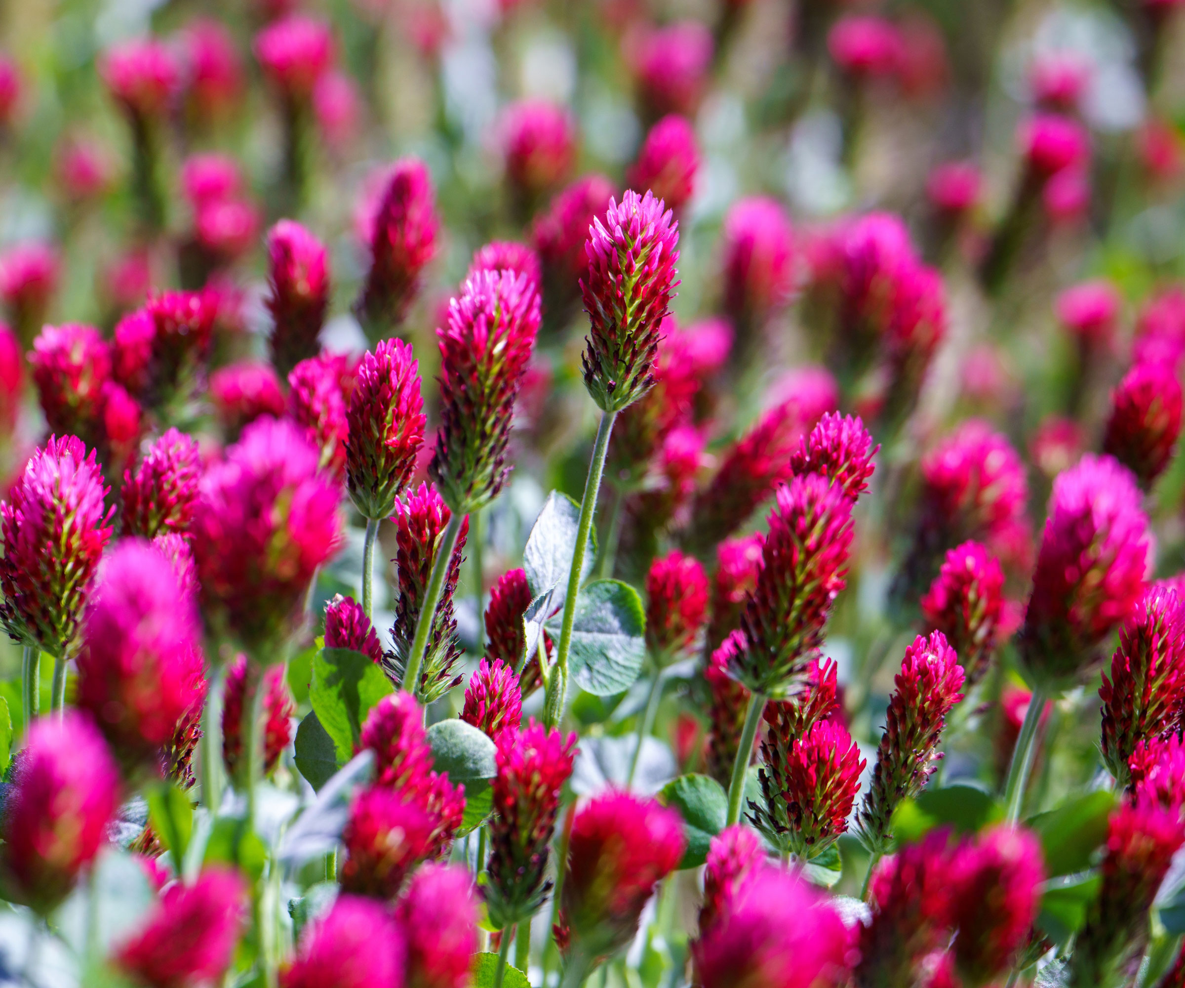 crimson clover cover crop plants in garden