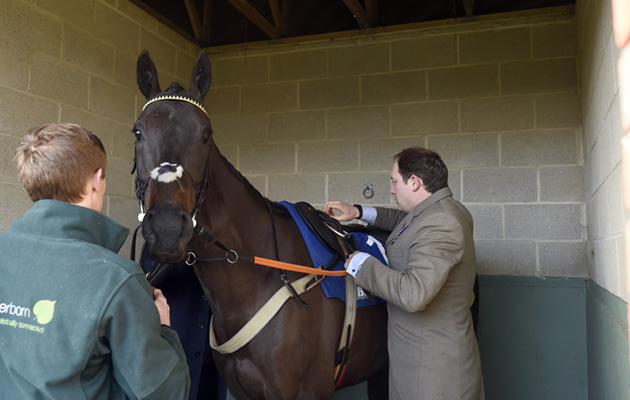 Ben Pauling saddling up Willoughby Court in the pre-parade paddock