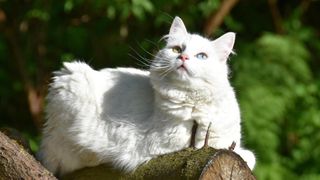 White cat with odd colored eyes