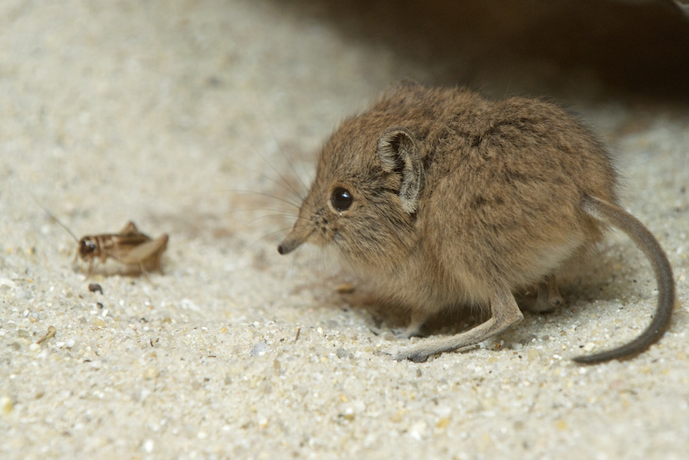 extreme births, short eared elephant shrew