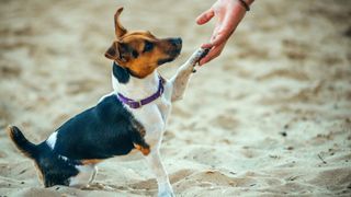 Quick and easy tricks to teach your dog