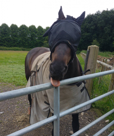 “This is Guinness. It is very normal for him to wear his rugs wonky or just ripping them!” — Kirsty Wilson
