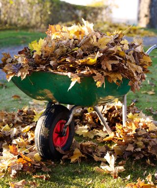 autumn leaves in wheelbarrow