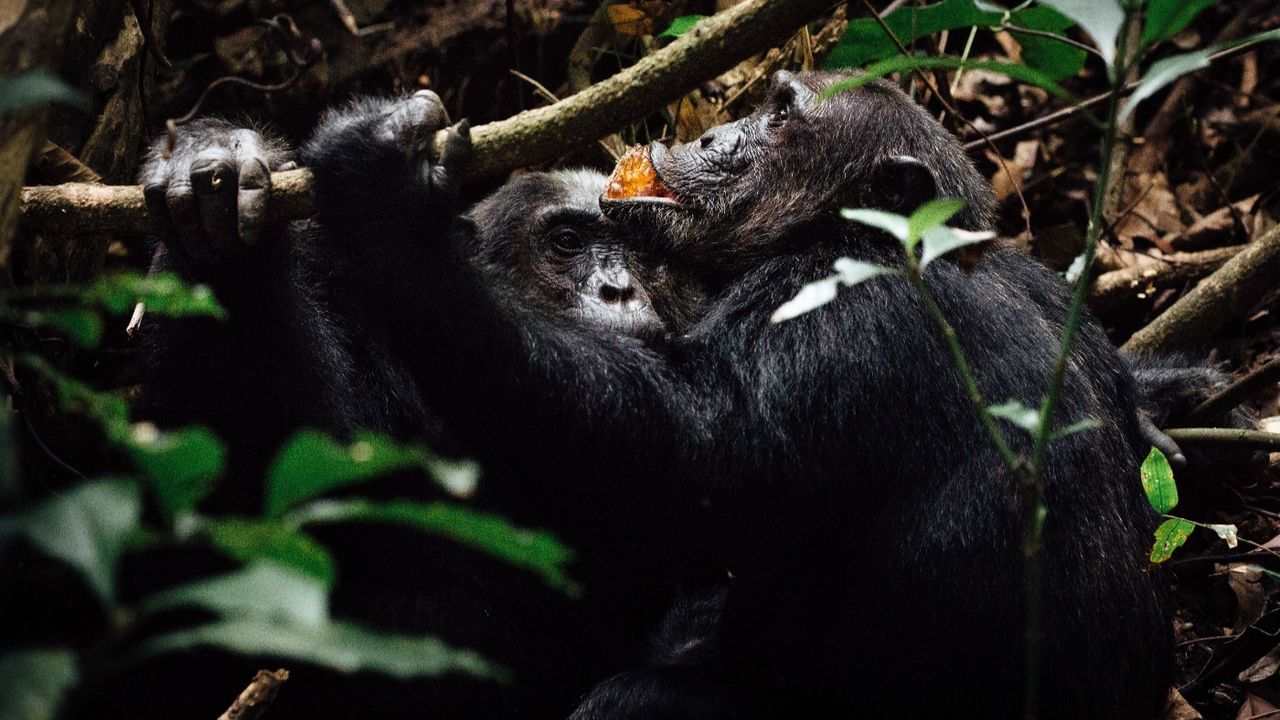 Chimpanzees at Mahale National Park, Tanzania