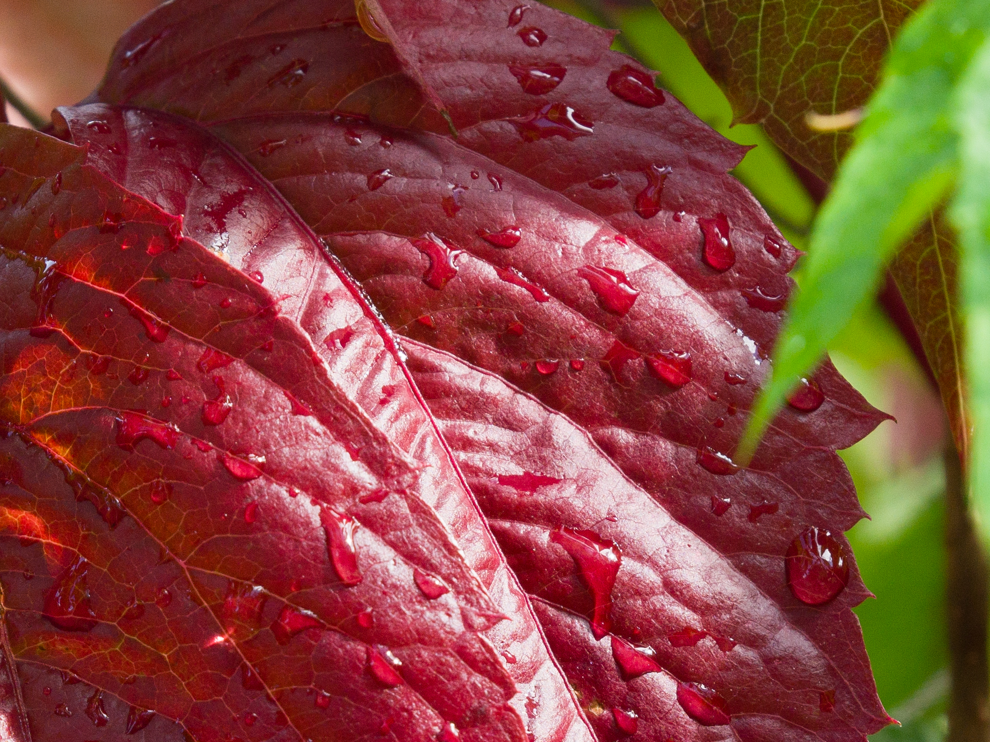 An image of a red leaf taken on the Hasselblad X2D II 100C