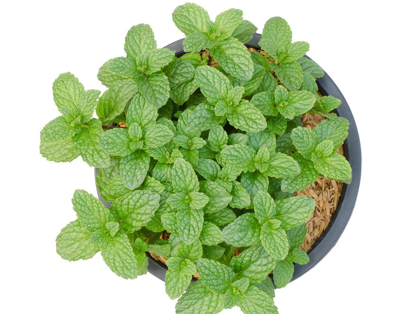 3 Plant Mint Spearmint Live Plant Edible Aromatic Herb Plant, Organic, Easy To Grow, Non-GMO, Perennial In Zones 5 To 11, Used In Teas & Other Beverages, Salads, Garnish, Jelly & Desserts