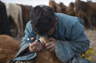 A Mongolian herder uses a screwdriver to remove the first premolar — also known as a "wolf tooth" — of a young horse during the spring roundup.