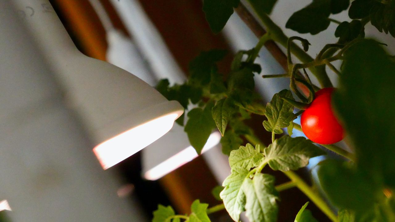 grow lamp and tomatoes