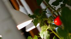 grow lamp and tomatoes