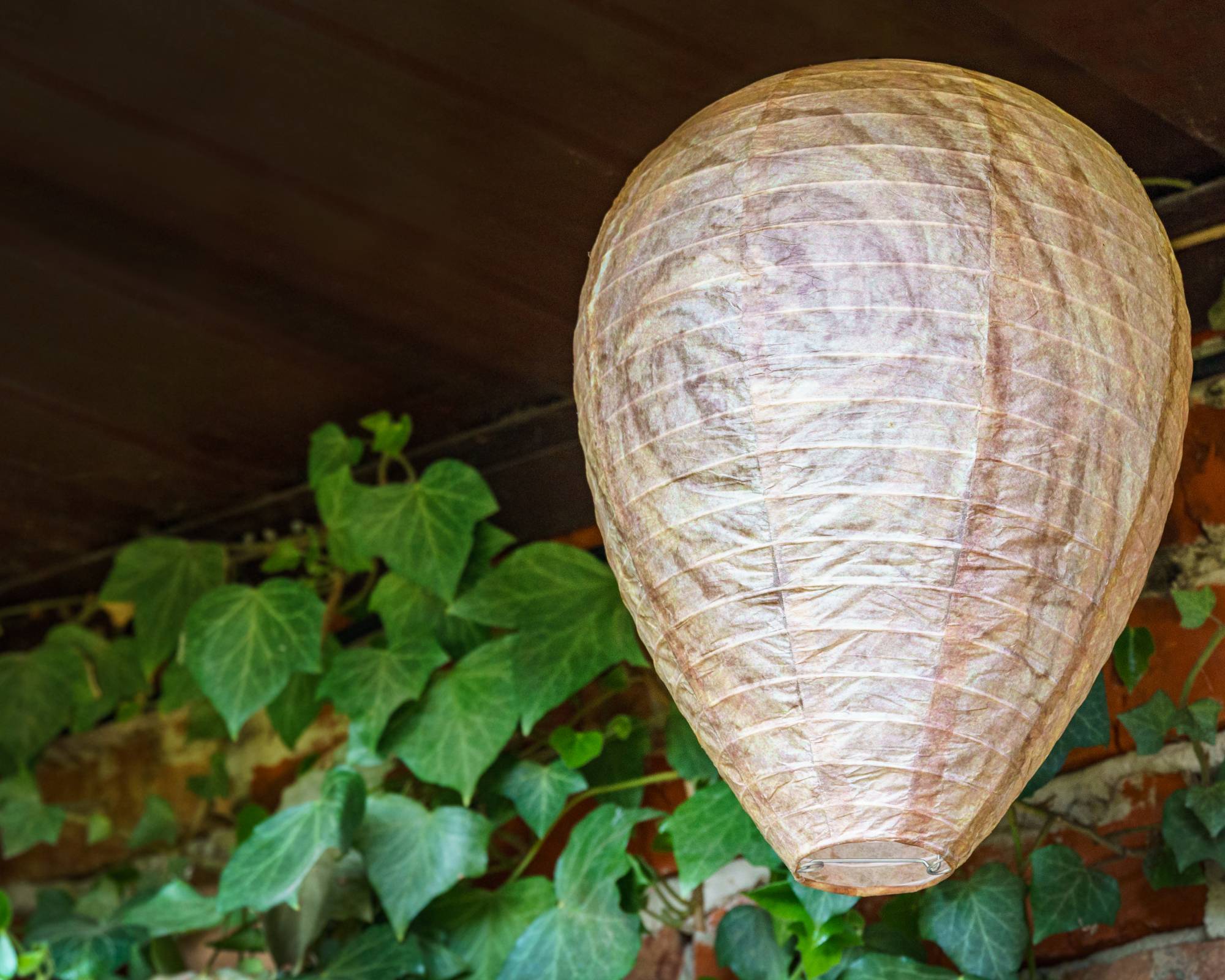 Fake wasp nest hanging under eaves to deter wasps