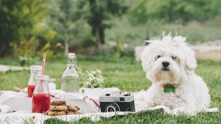 Dog photo shoot with picnic and camera