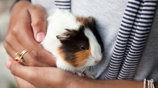 Guinea pig being cuddled by person