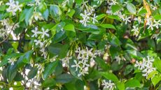 Star jasmine with white blooms, growing in a sunny garden