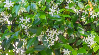 Star jasmine with white blooms, growing in a sunny garden