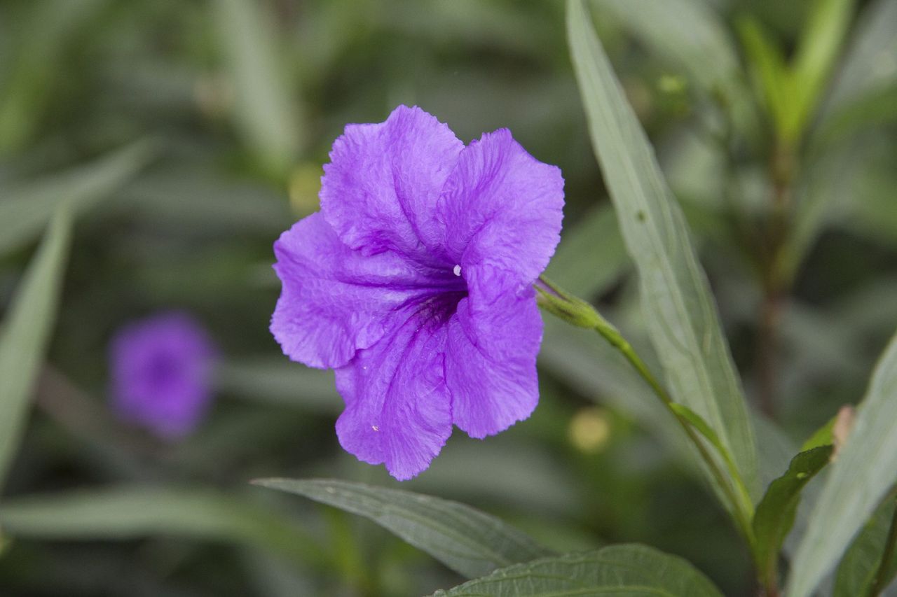 Purple Mexican Petunia Flowers