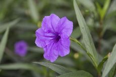 Purple Mexican Petunia Flowers