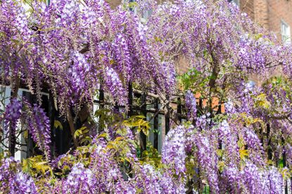 wisteria growing over a fence