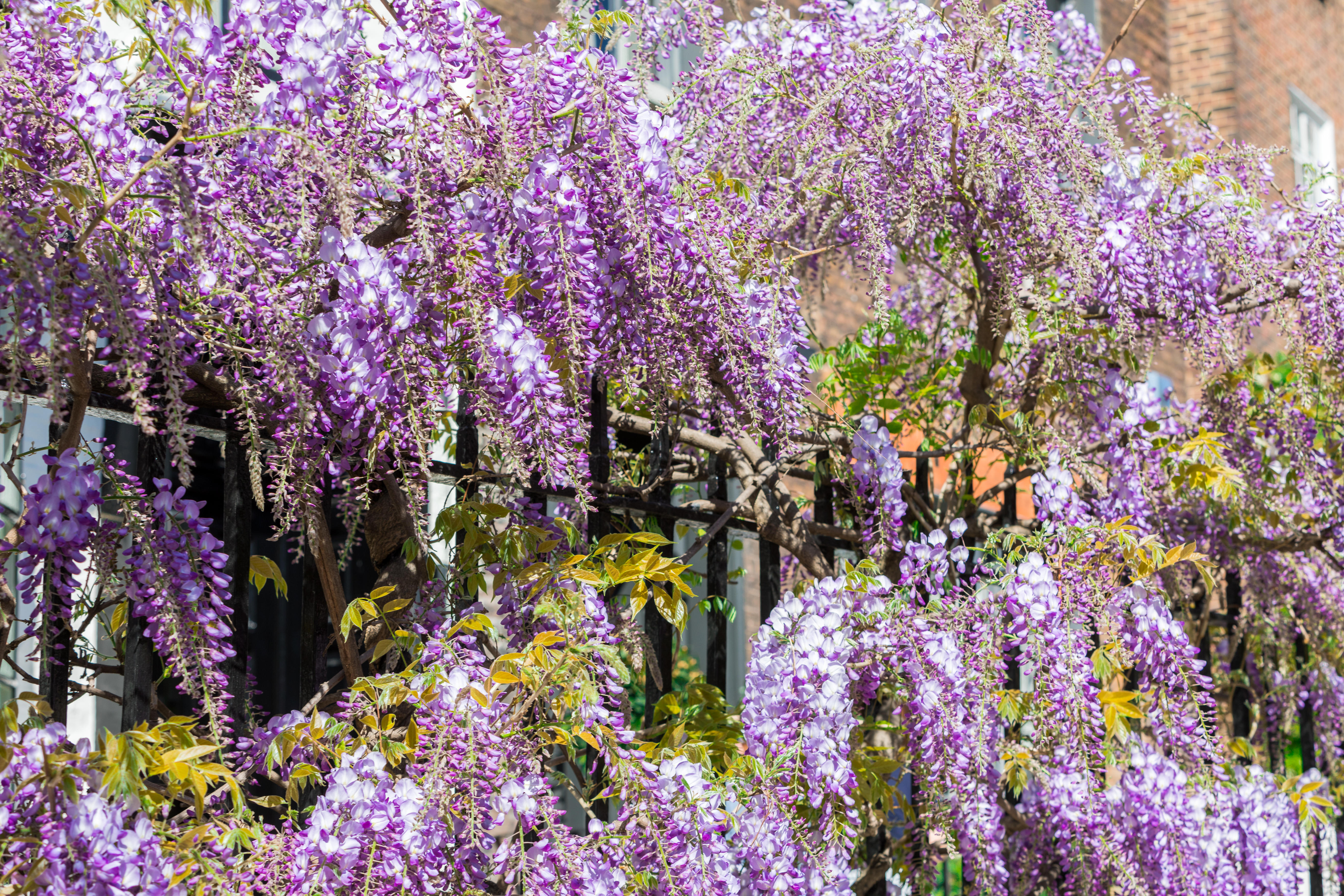 10 best plants to cover fences - add privacy to your backyard