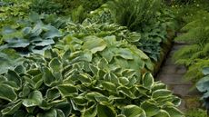 A variety of different hostas grown together in a flower border
