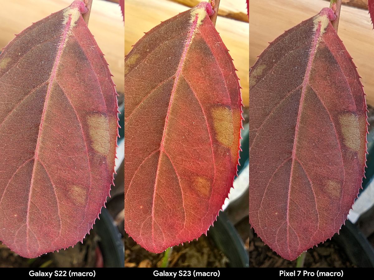 Comparing macro modes with moving plants between the Galaxy S22 Ultra, Galaxy S23 Ultra, and Pixel 7 Pro