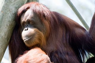 smiling orangutan