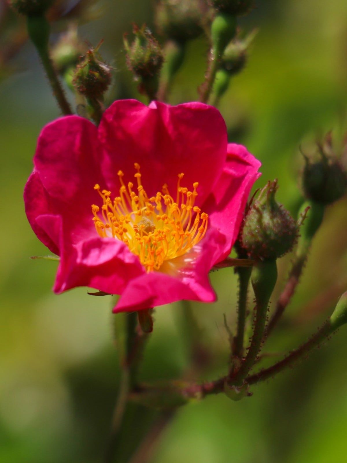 Nootka Wild Roses - Information About Nootka Rose Plants | Gardening ...