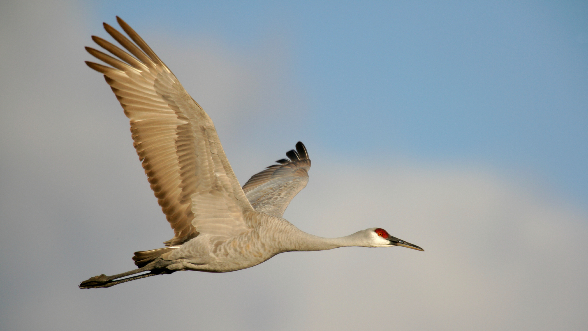 A large white bird with a red and white head flaps its wings in the sky.